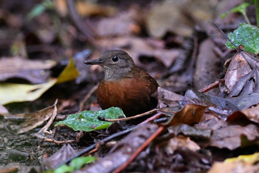 Grey-throated Leaftosser