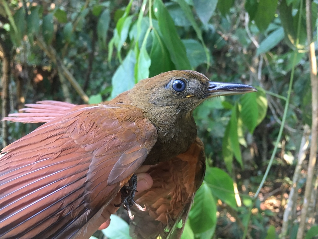 White-chinned Woodcreeper