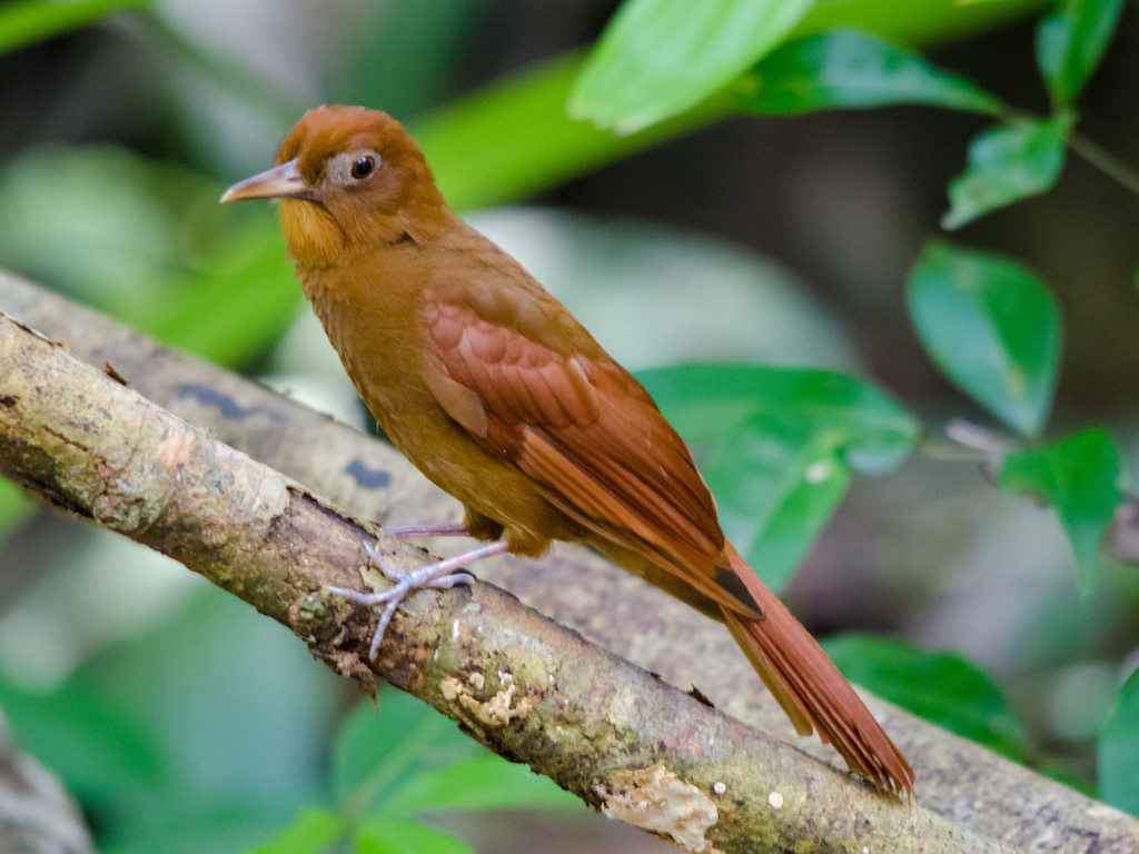 Ruddy Woodcreeper