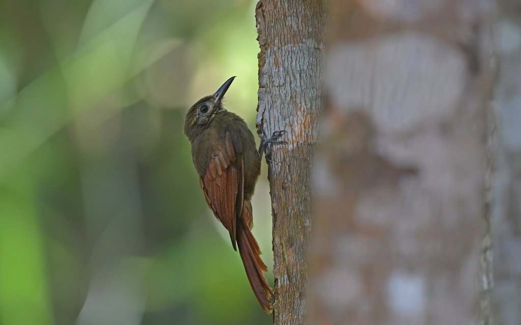 Plain-brown Woodcreeper