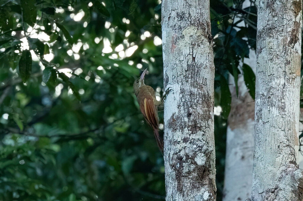 Red-billed Woodcreeper