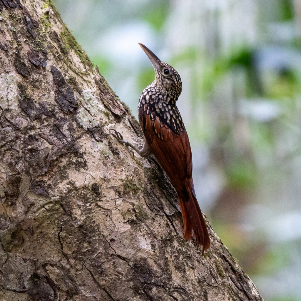 Black-striped Woodcreeper