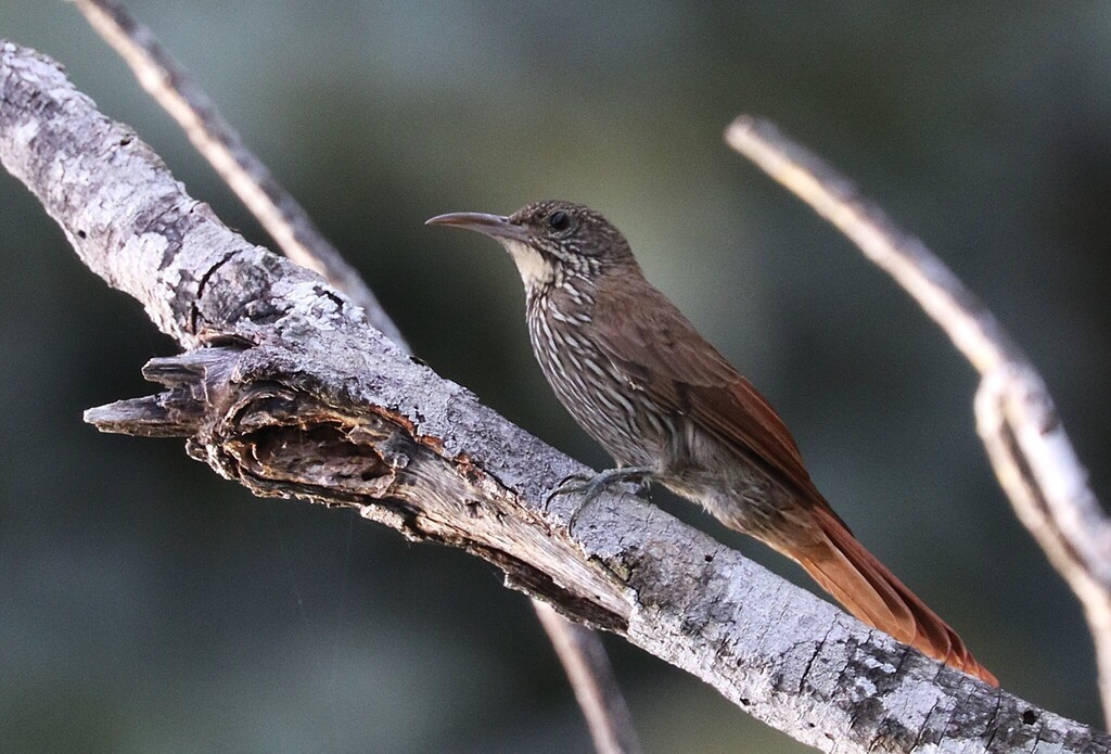 Guianan Woodcreeper
