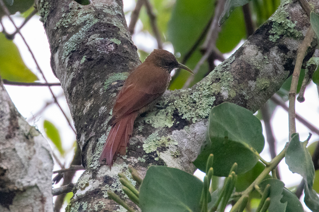 Inambari Woodcreeper