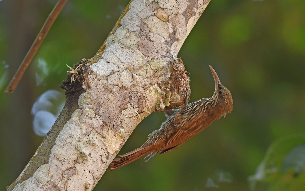 Dusky-capped Woodcreeper