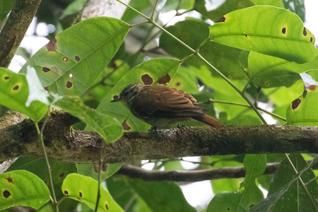 Slender-billed Xenops