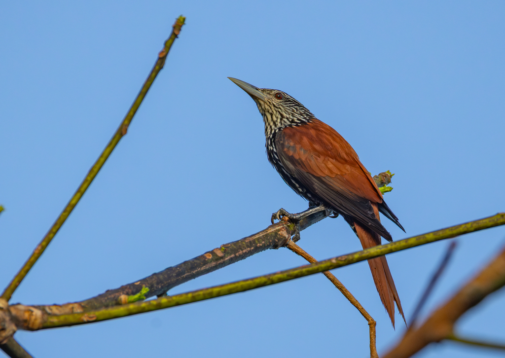 Point-tailed Palmcreeper