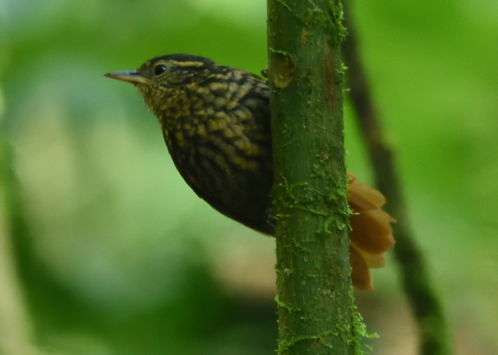 Rusty-winged Barbtail