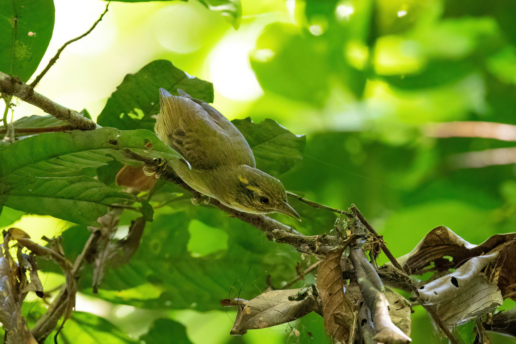 Rufous-tailed Foliage-gleaner
