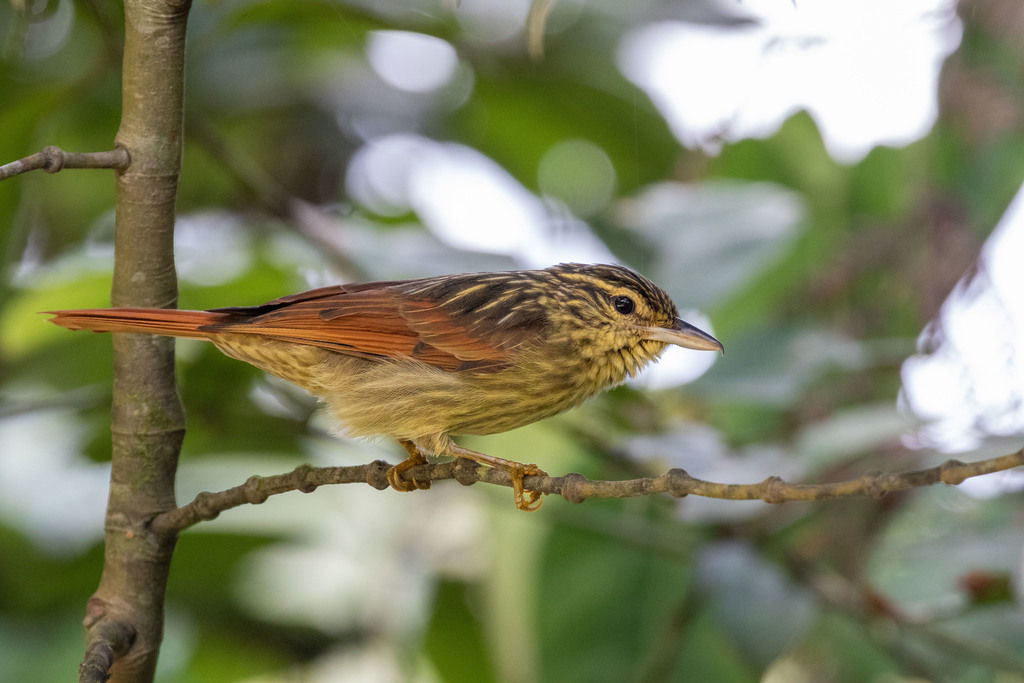 Chestnut-winged Hookbill