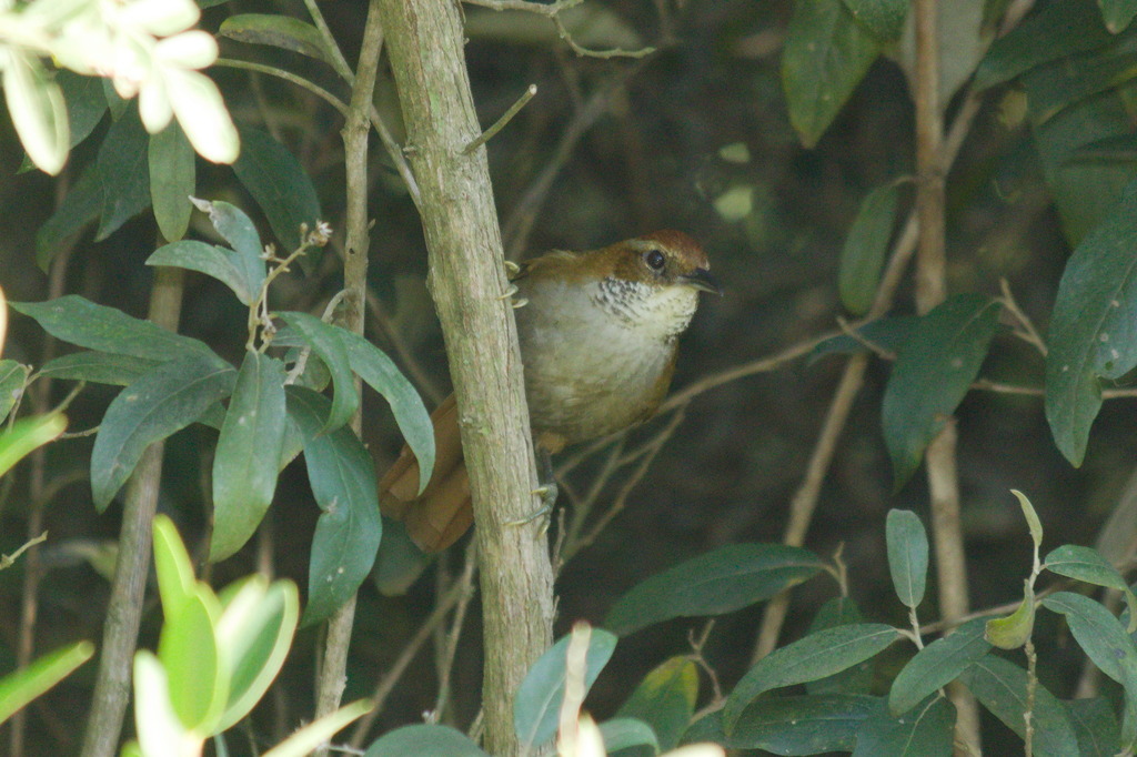 Canebrake Groundcreeper