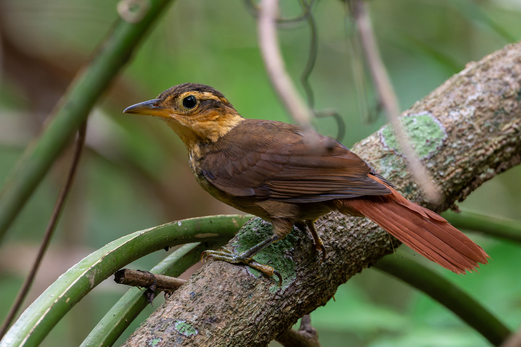 Fawn-throated Foliage-gleaner