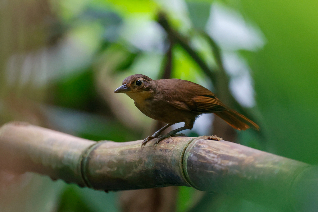 Chiriqui Foliage-gleaner