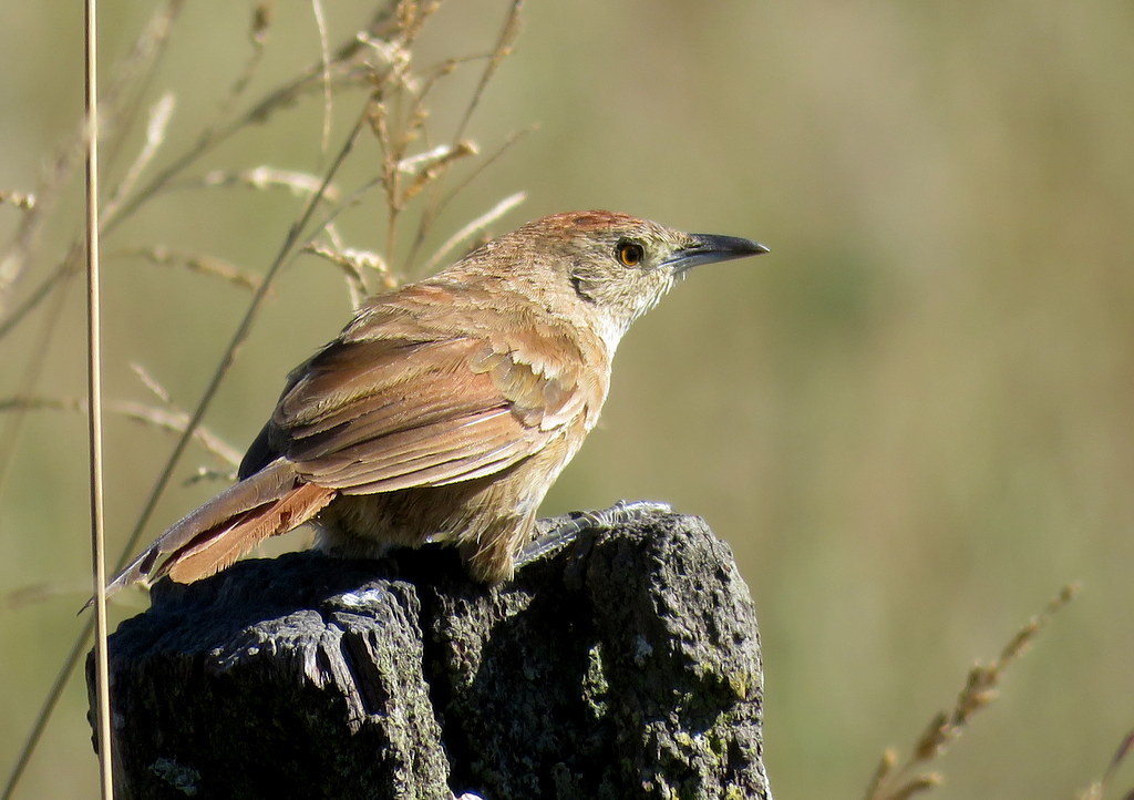 Freckle-breasted Thornbird
