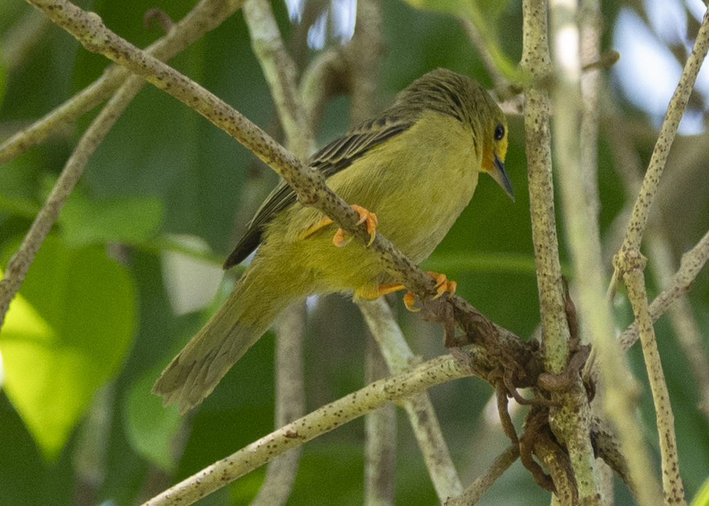 Orange-fronted Plushcrown