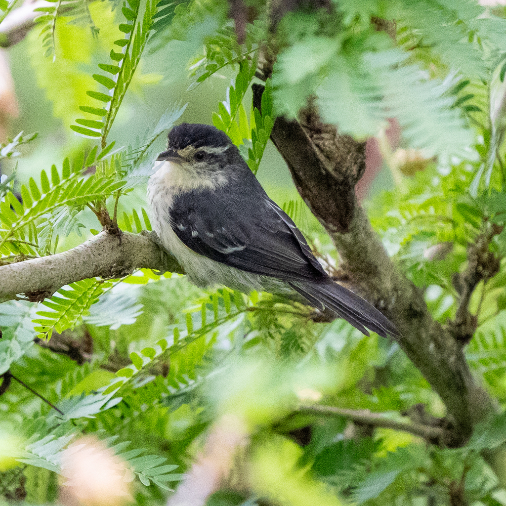 Double-banded Greytail