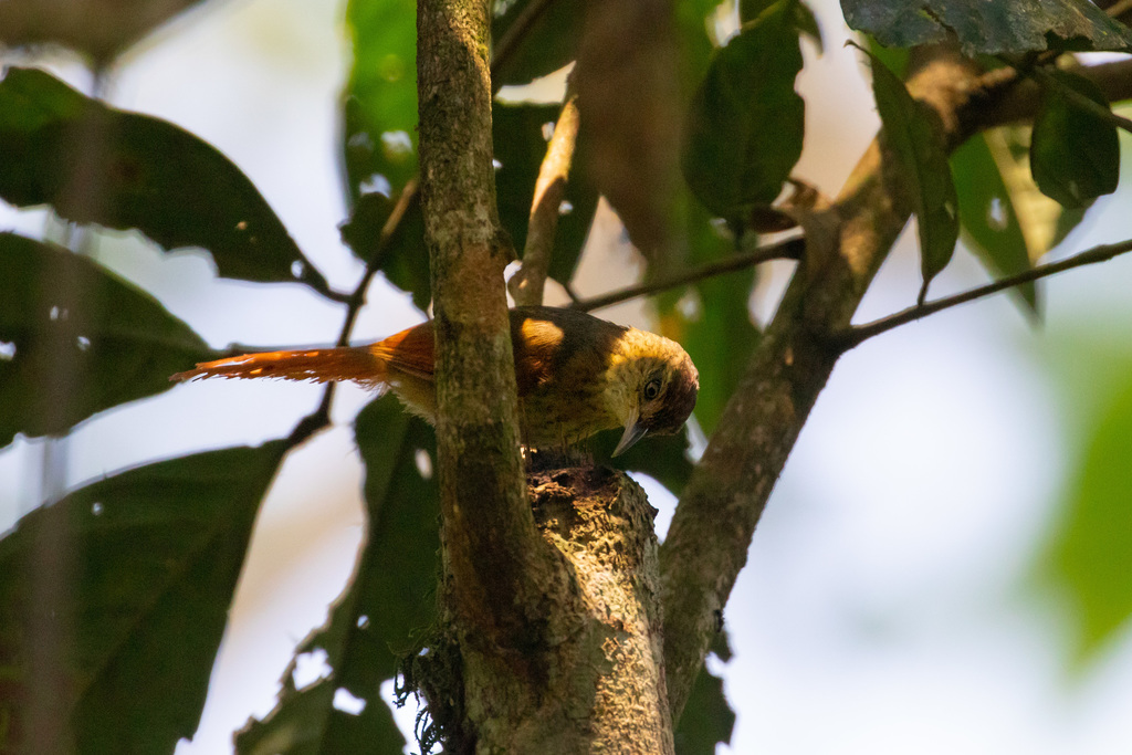 Speckled Spinetail