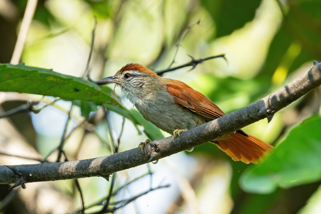 Rusty-backed Spinetail