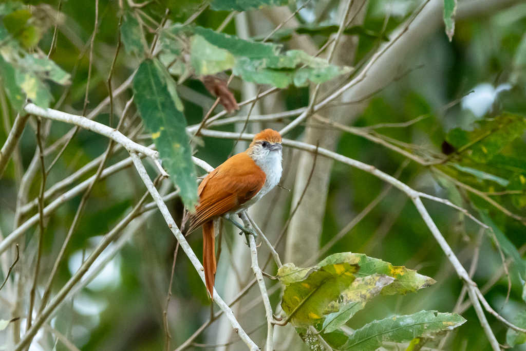 Parker’s Spinetail