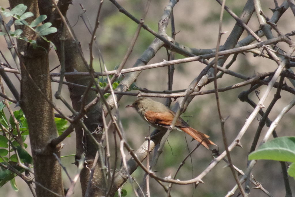 Crested Spinetail