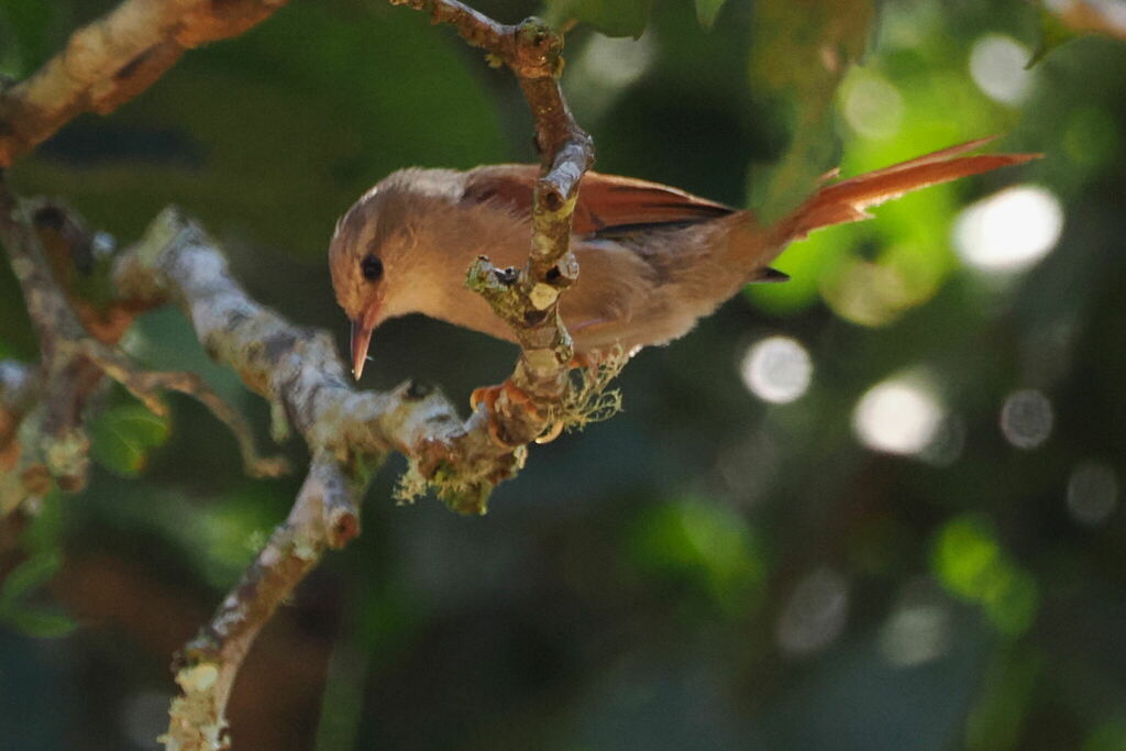 Grey-headed Spinetail