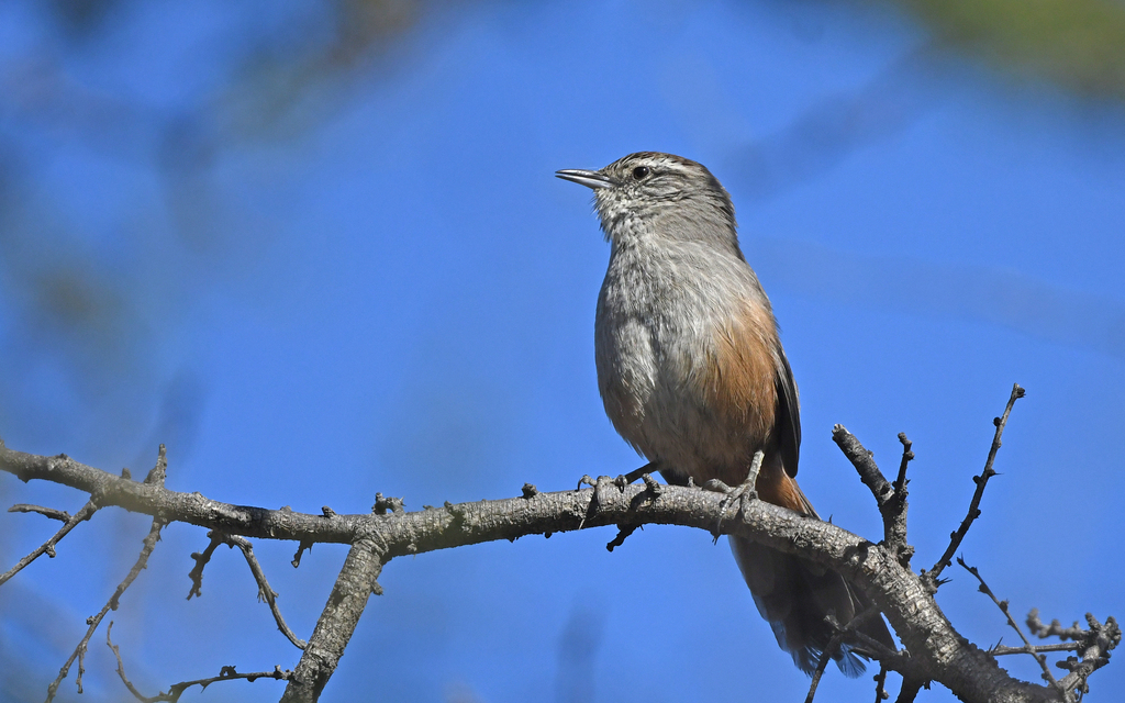 Dusky-tailed Canastero