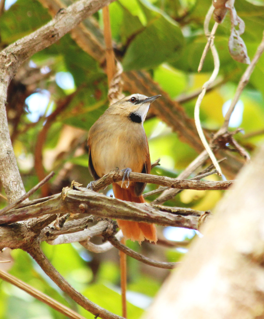 Ochre-cheeked Spinetail