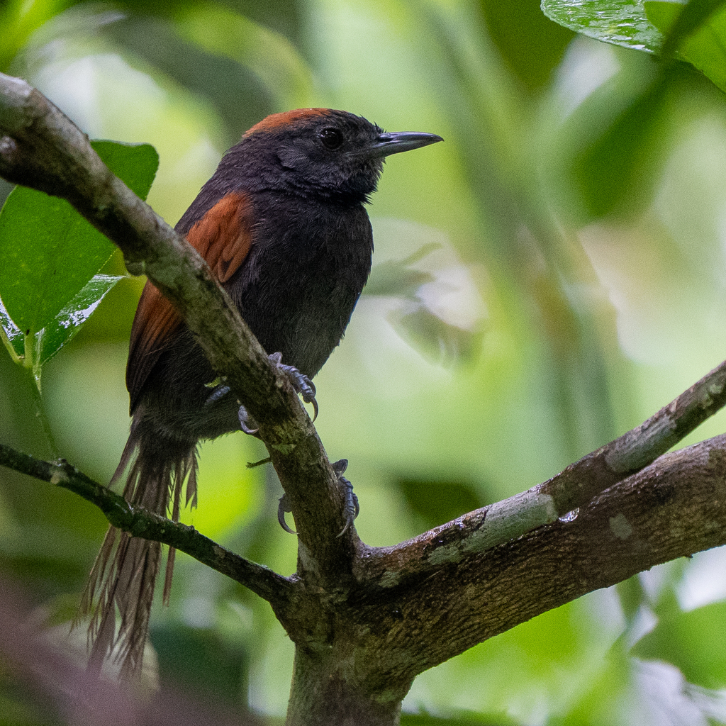 Slaty Spinetail