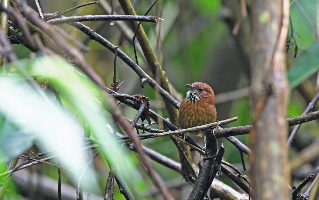 Stripe-breasted Spinetail