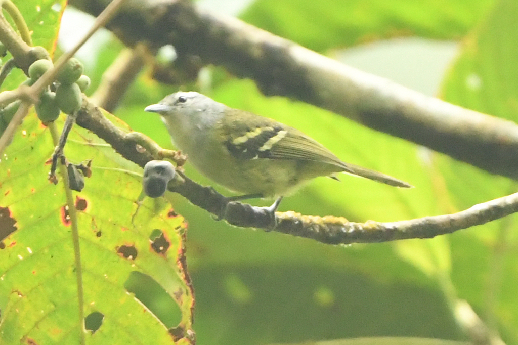 Rufous-rumped Antwren