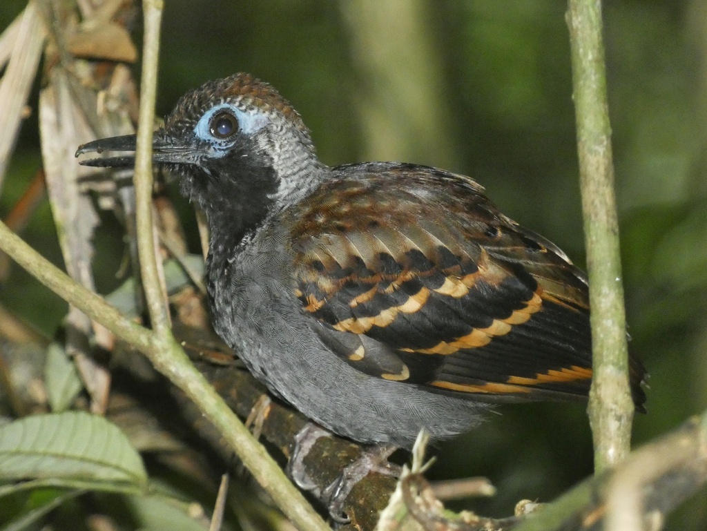 Wing-banded Antbird