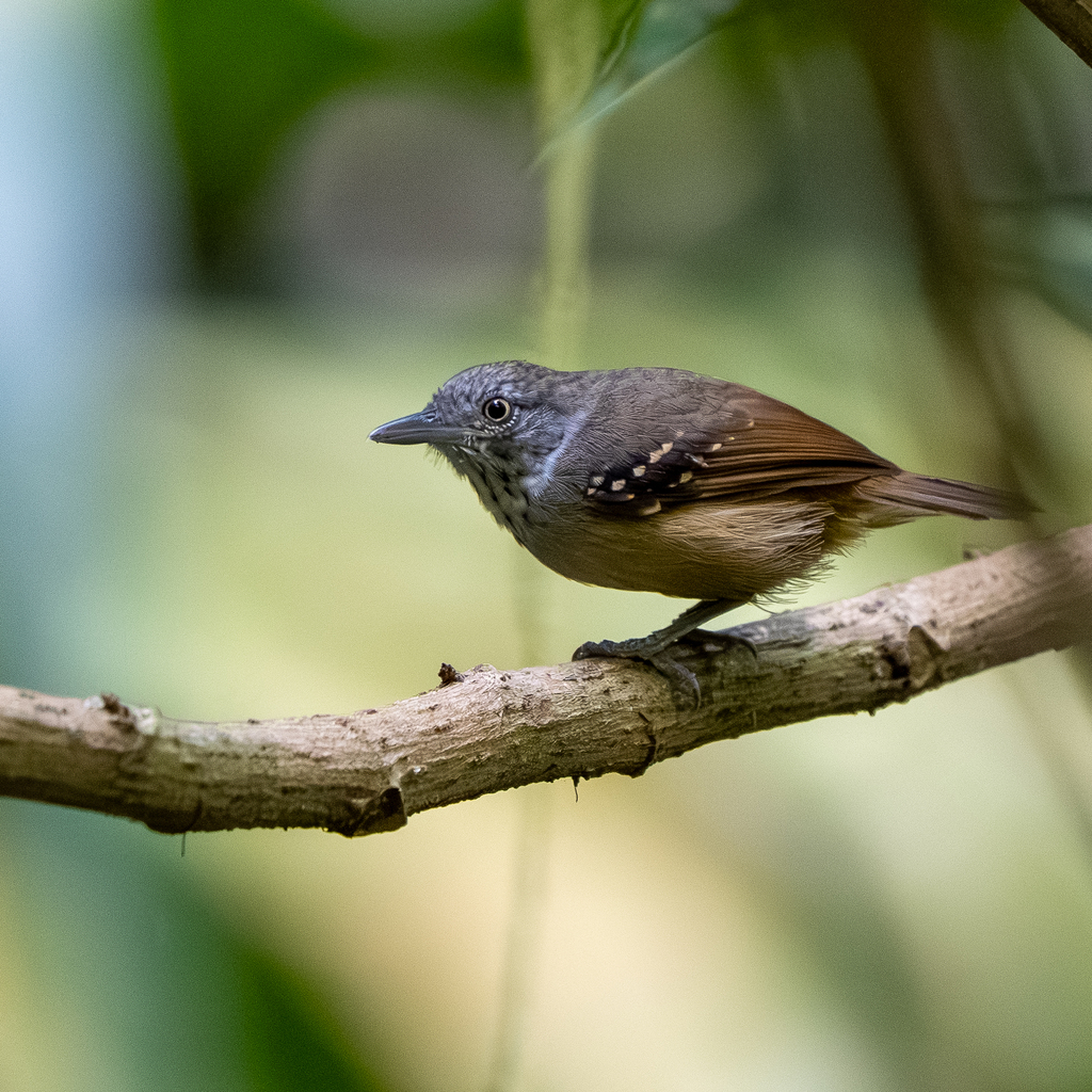Checker-throated Stipplethroat