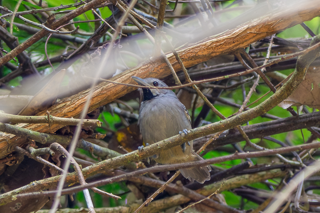 Ornate Stipplethroat