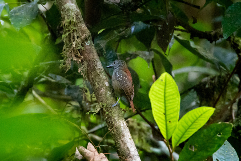 Rufous-tailed Stipplethroat