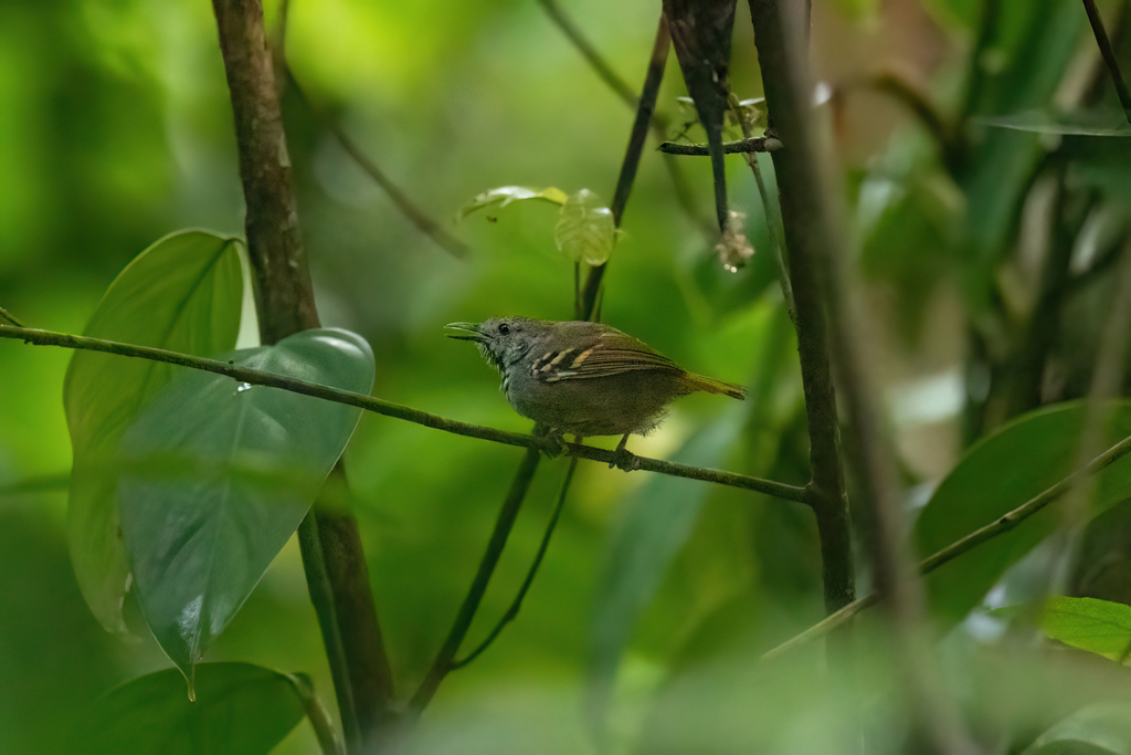 White-eyed Stipplethroat