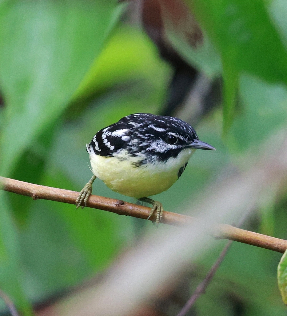 Moustached Antwren
