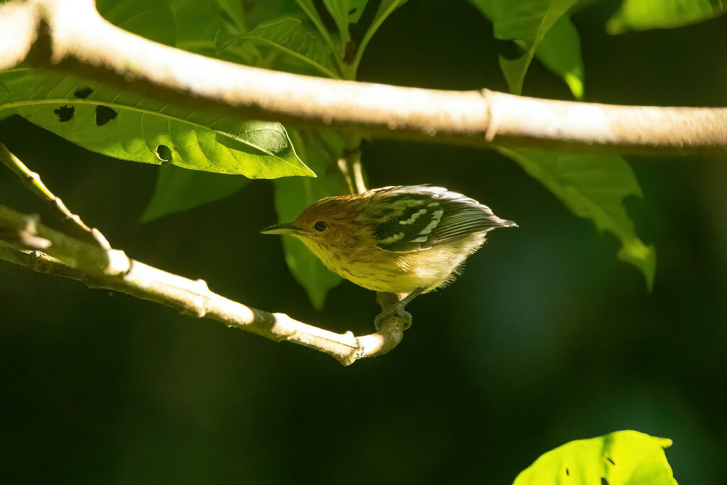 Amazonian Streaked Antwren