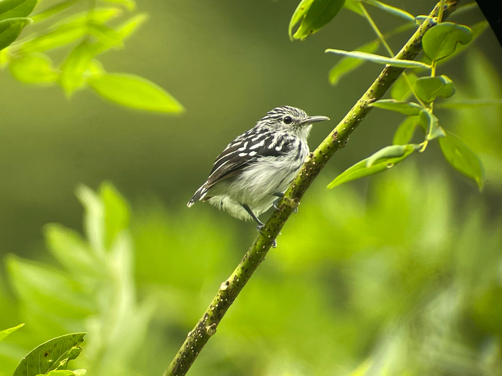 Pacific Antwren
