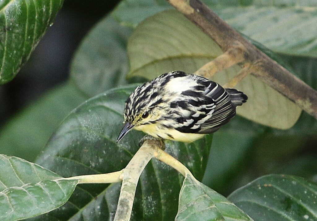 Sclater’s Antwren