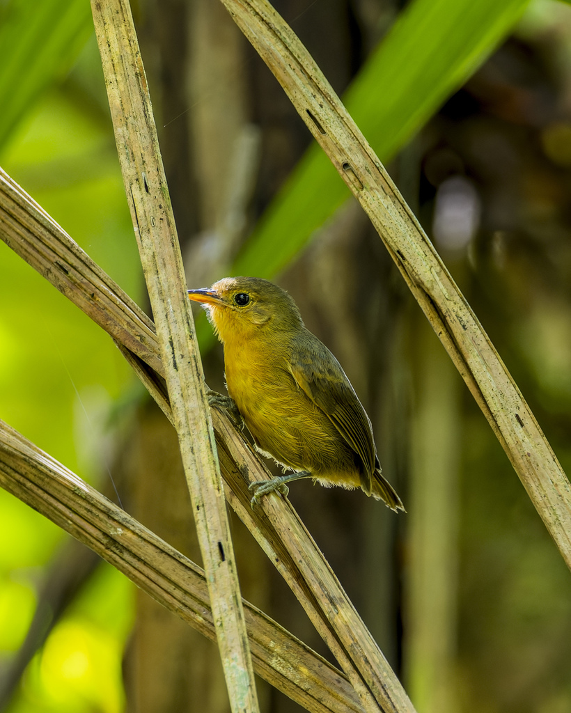 Slaty Antwren