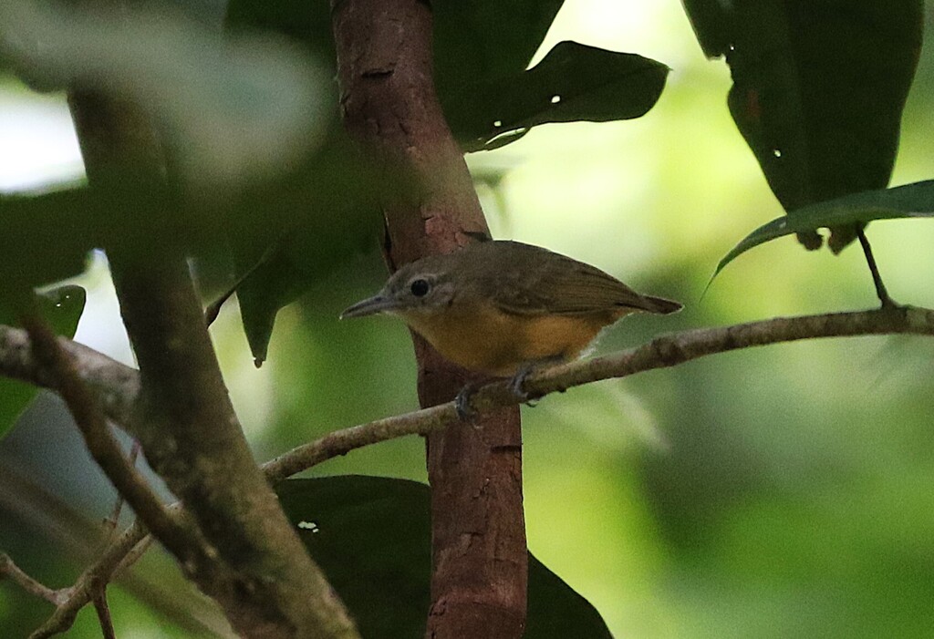 Long-winged Antwren