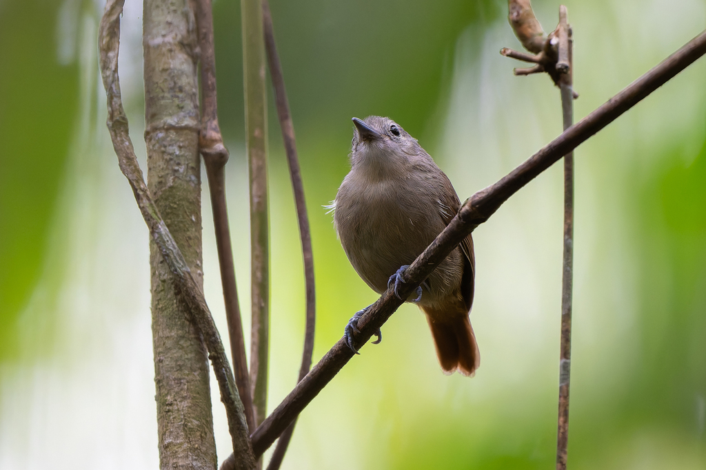 Unicolored Antwren