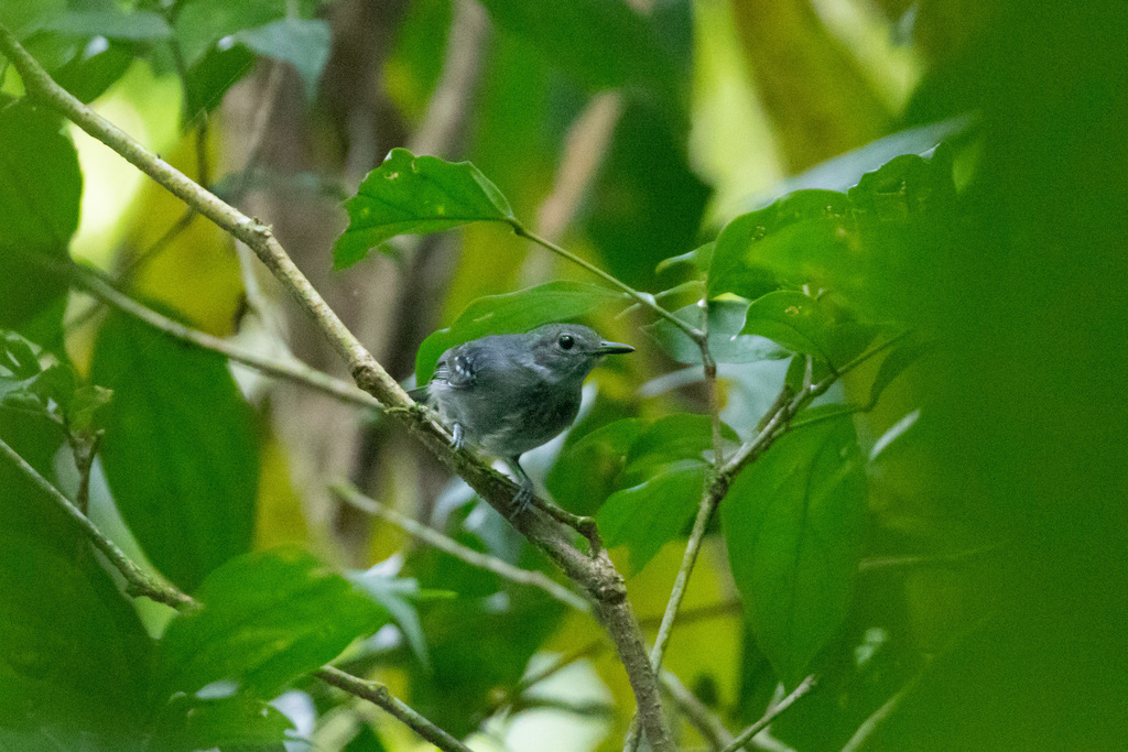 Grey Antwren