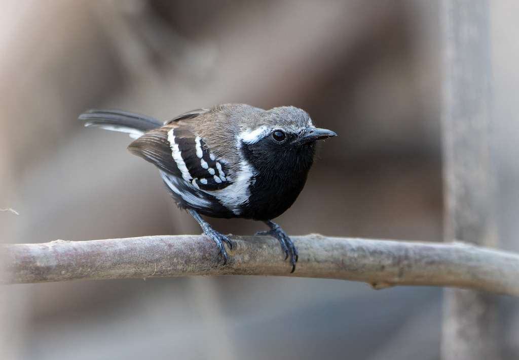 Northern White-fringed Antwren