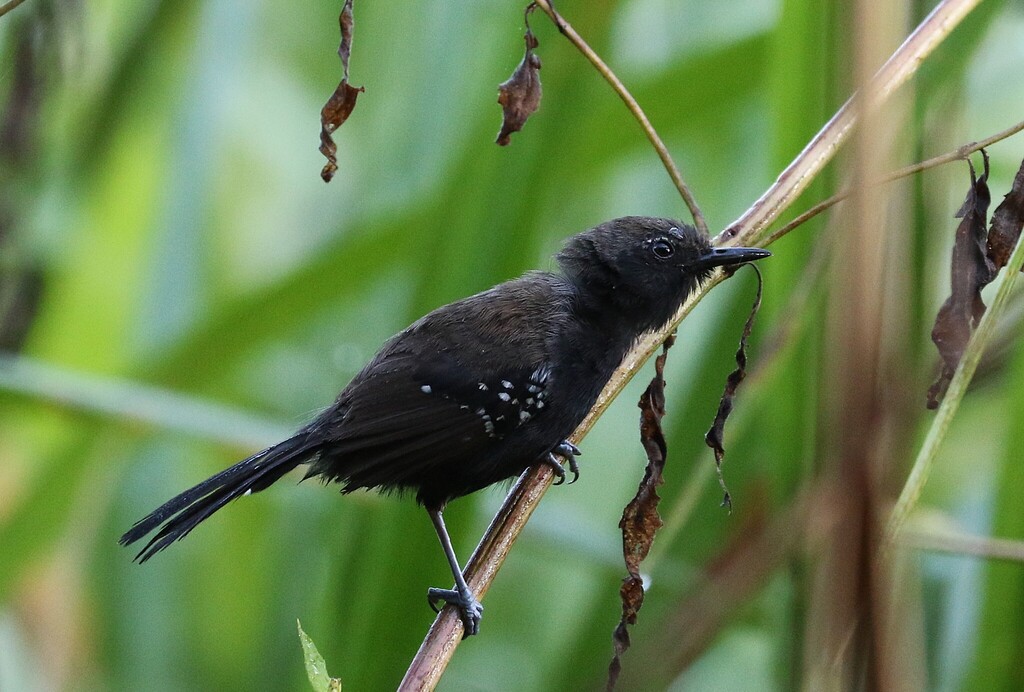 Marsh Antwren