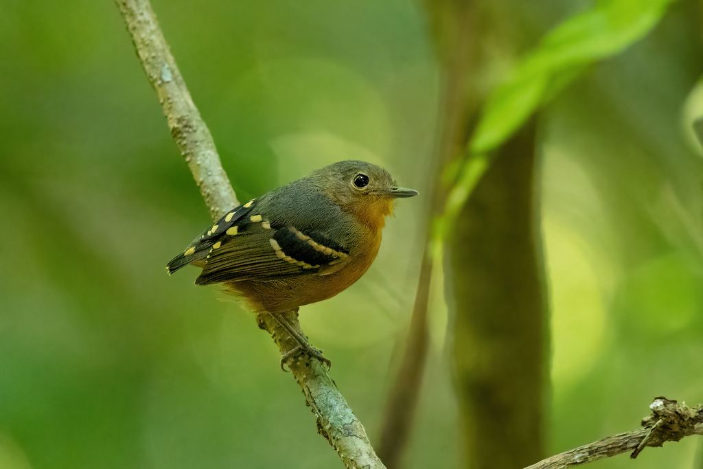 Plain-throated Antwren