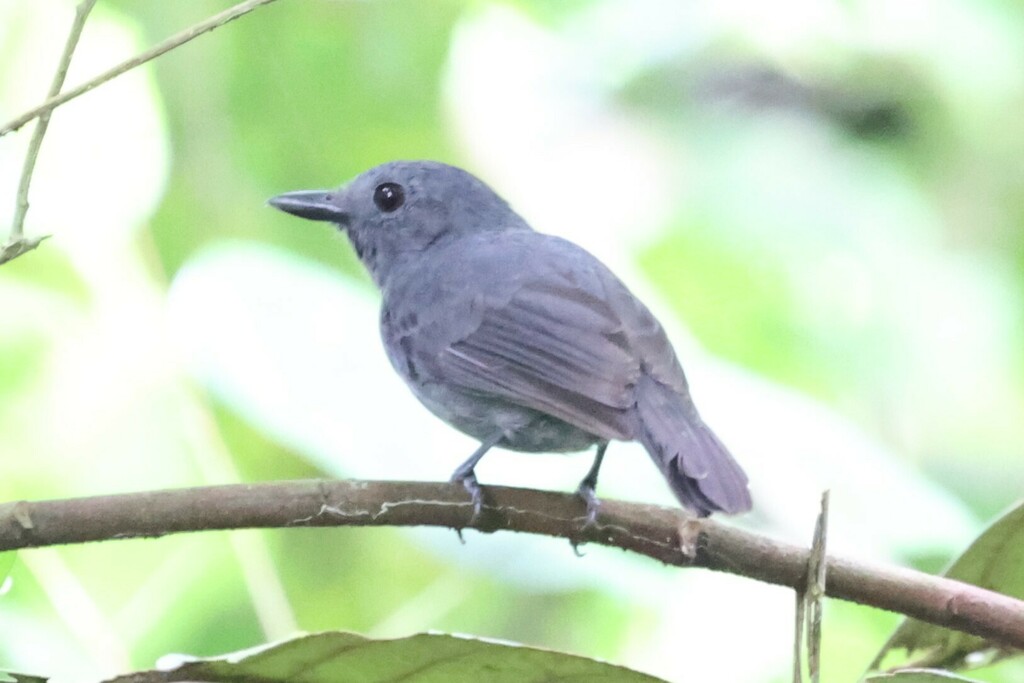 Dusky-throated Antshrike
