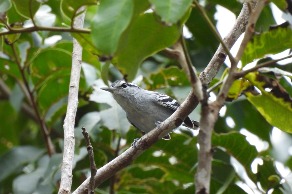 Bahia Antwren