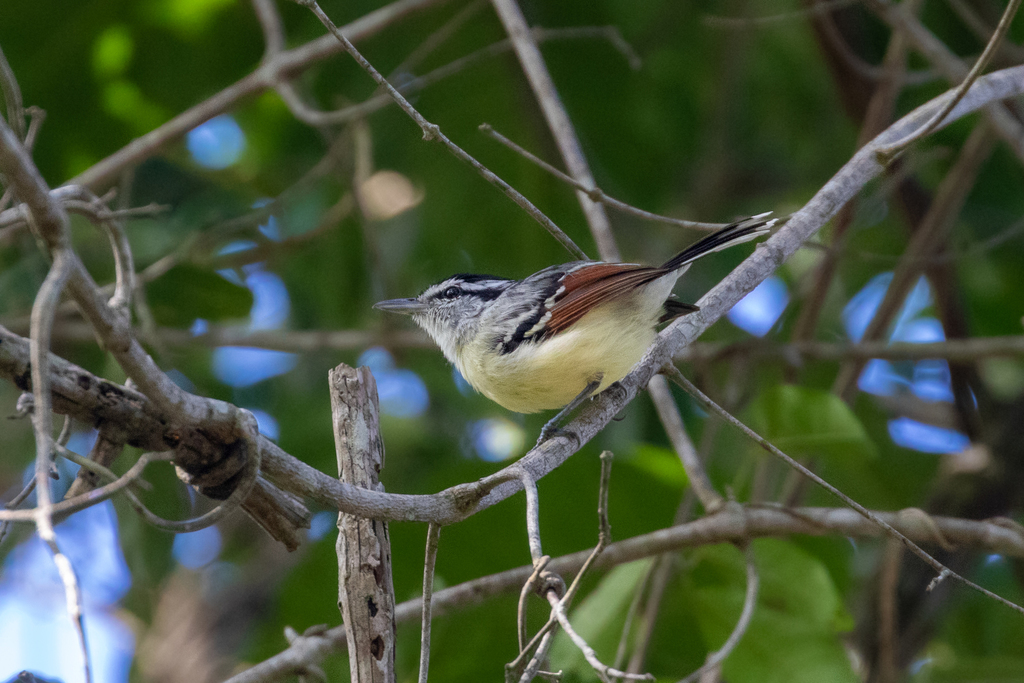 Rusty-winged Antwren