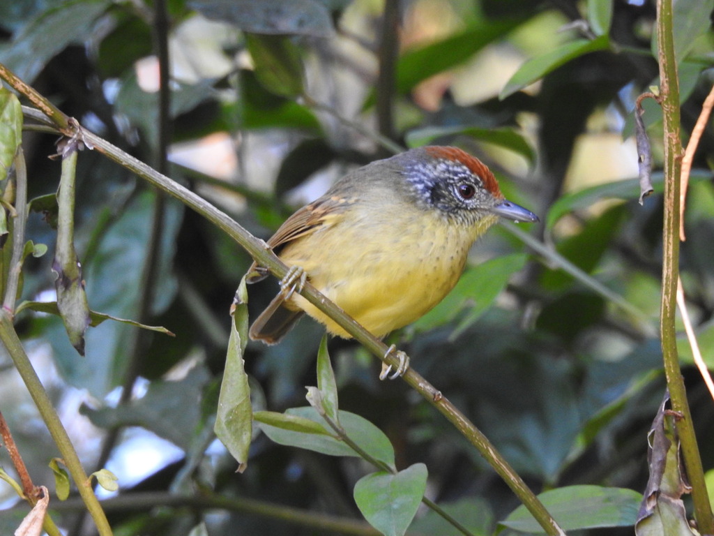 Spot-breasted Antvireo